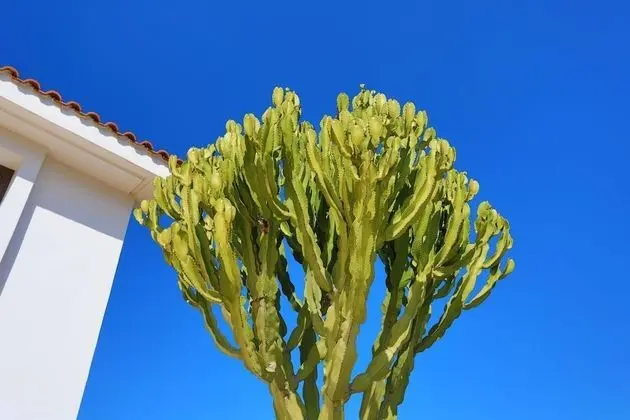 Villa, Sigara İçilebilir