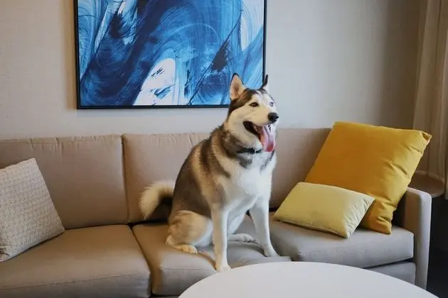 Stüdyo Süit, 1 En Büyük (King) Boy Yatak