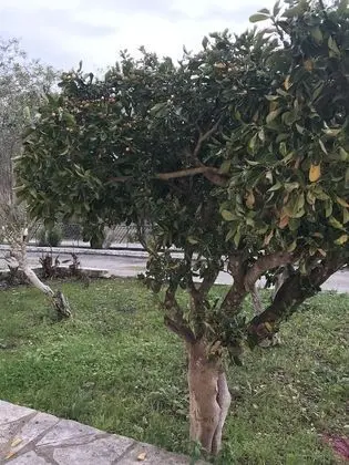 Oda, 1 Yatak Odası, Sıcak Su Havuzu