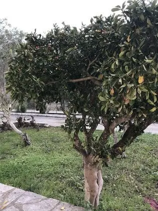 Oda, 1 Yatak Odası, Sıcak Su Havuzu
