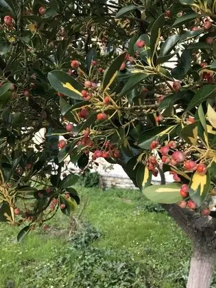 Oda, 1 Yatak Odası, Sıcak Su Havuzu