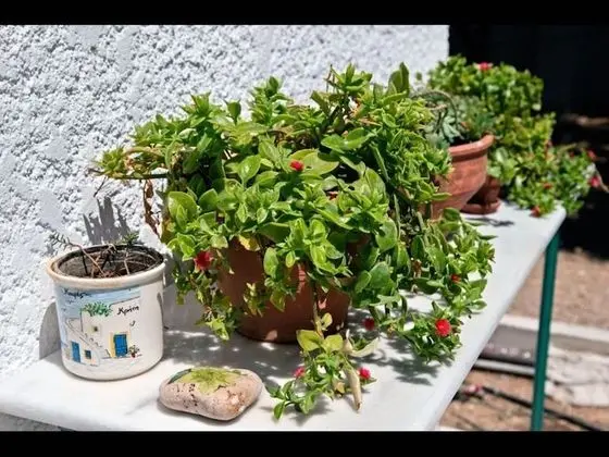Stüdyo, 1 Yatak Odası, Balkon