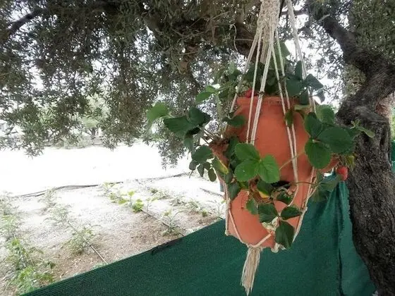 Stüdyo, 1 Yatak Odası, Balkon