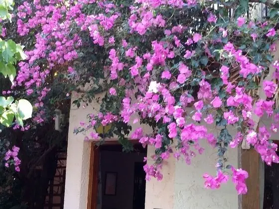 Kır Evi, Birden Çok Yatak