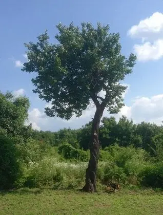 Villa, Birden Çok Yatak