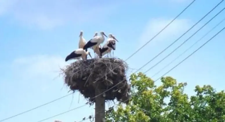 Villa, Birden Çok Yatak