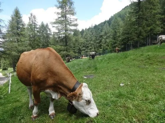 Apart Daire, Birden Çok Yatak