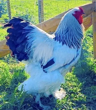 Kır Evi, 1 Büyük (Queen) Boy Yatak ve Çekyat