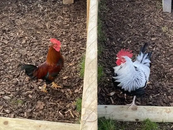 Kır Evi, 1 Büyük (Queen) Boy Yatak ve Çekyat