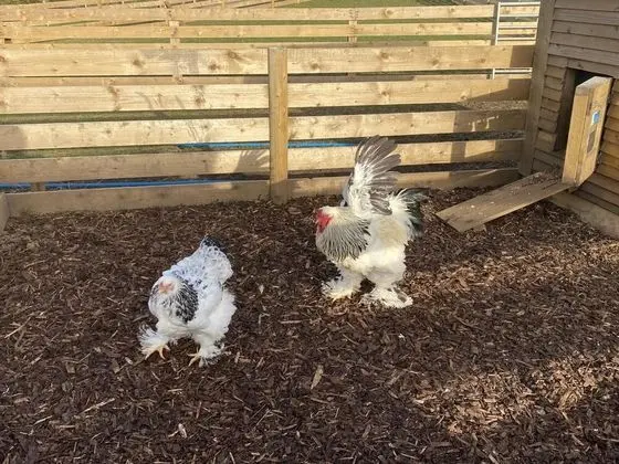 Kır Evi, 1 Büyük (Queen) Boy Yatak ve Çekyat