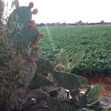 Apart Daire, Birden Çok Yatak