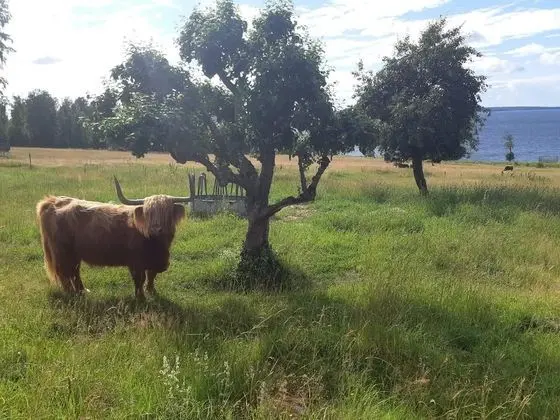 Kulübe, 1 Büyük (Queen) Boy Yatak ve Çekyat