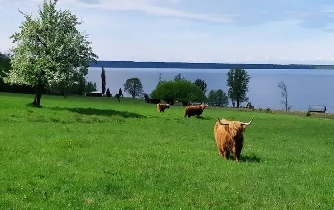 Kulübe, 1 Büyük (Queen) Boy Yatak ve Çekyat