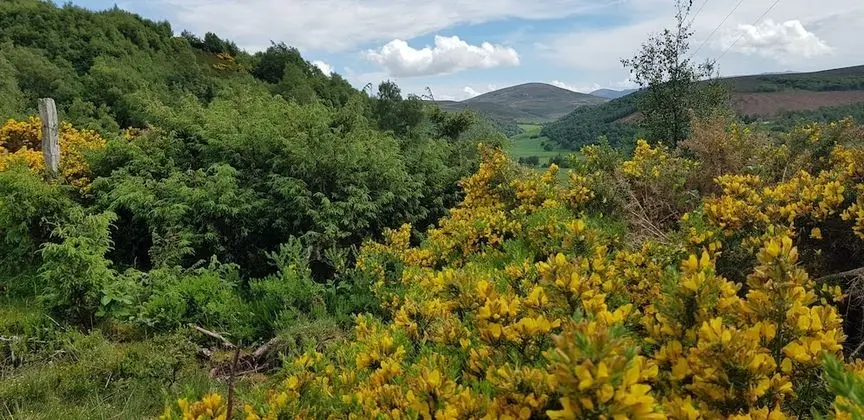 Kır Evi, Birden Çok Yatak