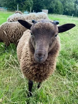 Apart Daire, 1 Büyük (Queen) Boy Yatak