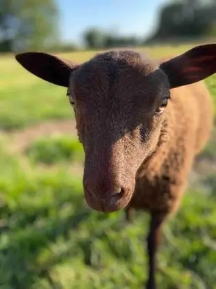 Apart Daire, 1 Büyük (Queen) Boy Yatak