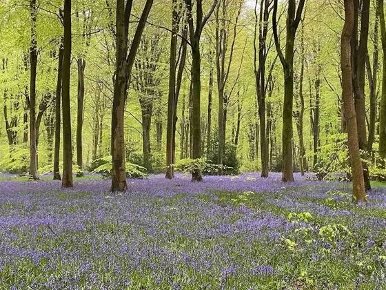 Apart Daire, 1 Büyük (Queen) Boy Yatak