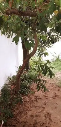 Basic Tek Büyük Yataklı Oda