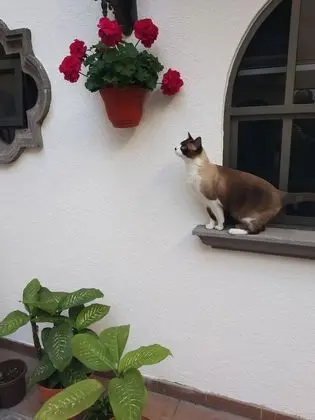Family Süit, Birden Çok Yatak