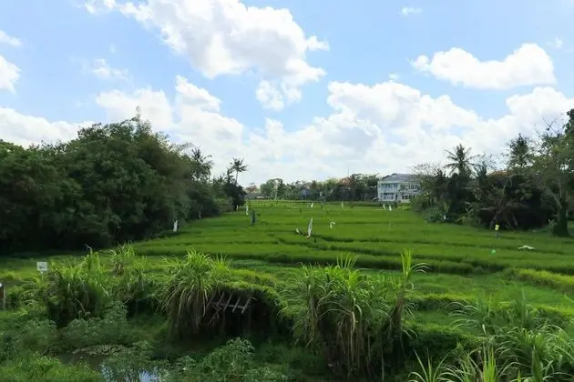 Deluxe Oda (Rice Field)