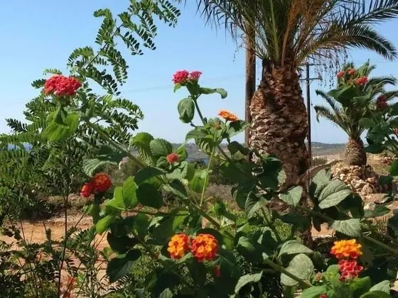 Üç Kişilik Oda