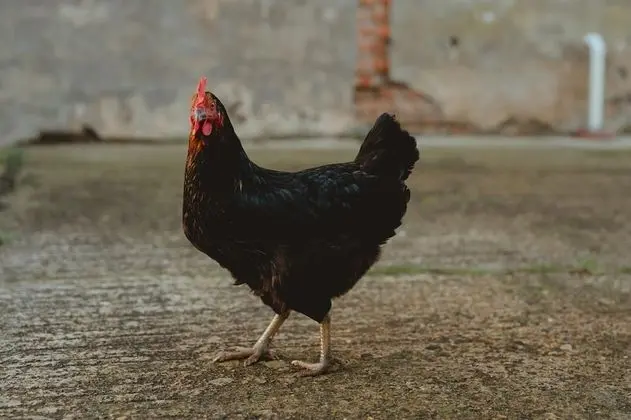 Ev, 1 Büyük (Queen) Boy Yatak
