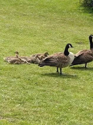 Kulübe, Birden Çok Yatak