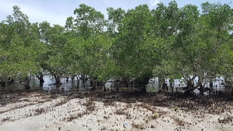 Oda, Ortak Banyo (Fan)