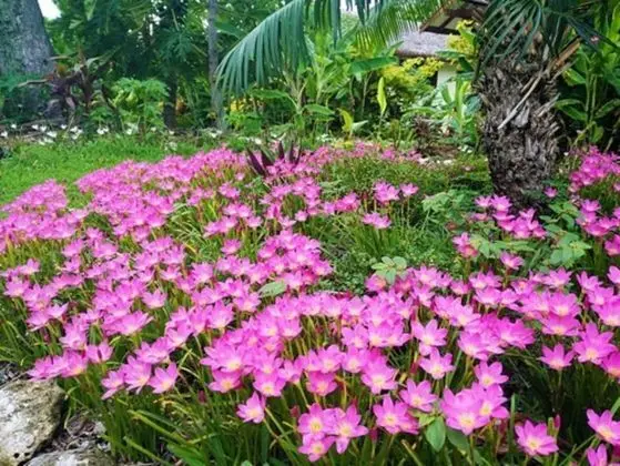 Standard Bungalov (Garden Private Bungalow)