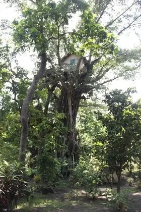 Ağaç Ev