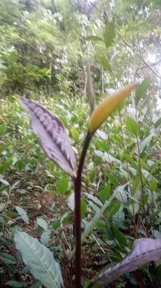 Tek Büyük Yataklı Oda, Birden Çok Yatak, Sigara İçilebilir, Tepe Manzaralı