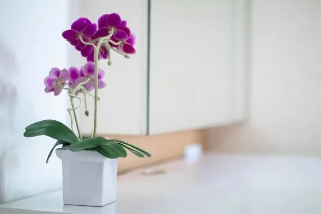 Two Bedroom Apartment