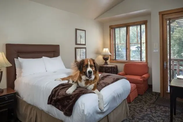 Deluxe Oda, 1 En Büyük (King) Boy Yatak