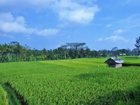 Pool Villa with Rice Field View and Complimentary Afternoon Tea