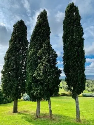 Deluxe Apart Daire, 2 Yatak Odası, Küçük Mutfak, Bahçeli