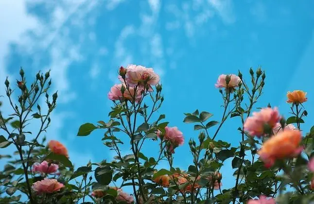 Economy Tek Büyük Yataklı Oda