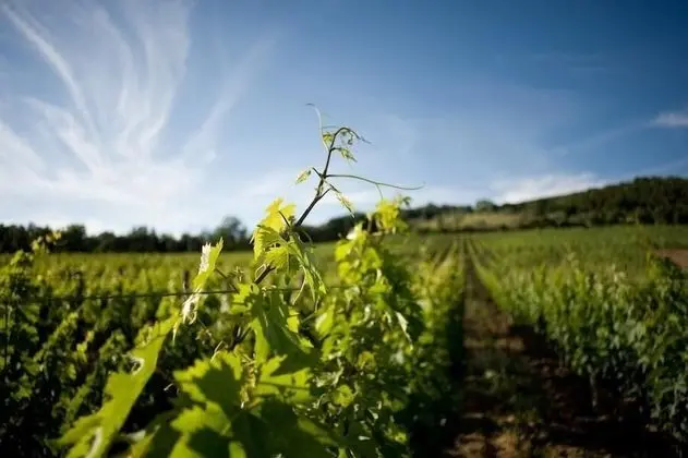 Junior Stüdyo Süit, 1 Büyük (Queen) Boy Yatak, Vadi Manzaralı