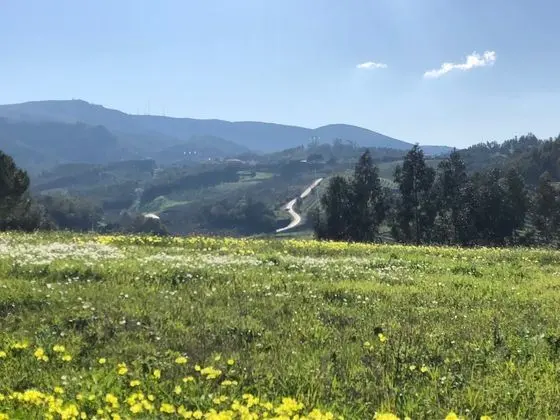 Tek Büyük Yataklı Oda, Bahçe Manzaralı (5)
