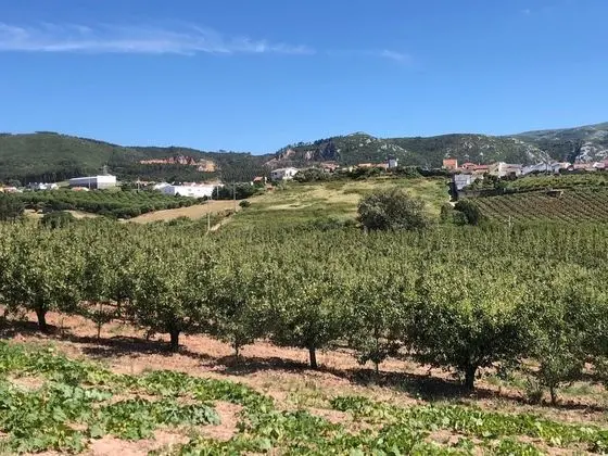 Tek Büyük Yataklı Oda, Bahçe Manzaralı (5)