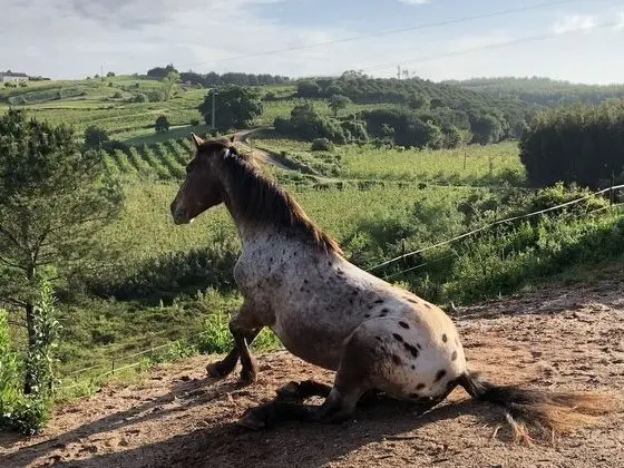 Tek Büyük Yataklı Oda, Tepe Manzaralı (1)