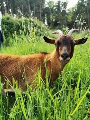 Tek Büyük Yataklı Oda, Tepe Manzaralı (1)
