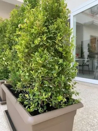 Deluxe Tek Büyük veya İki Ayrı Yataklı Oda (101)