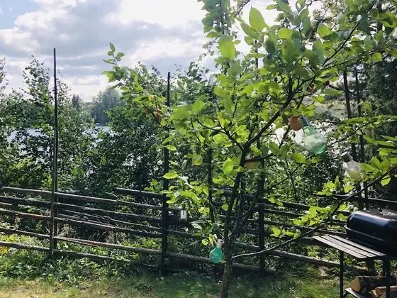 Kulübe