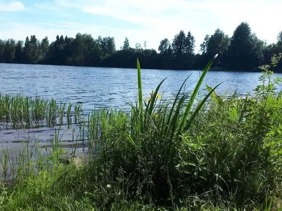 Kulübe