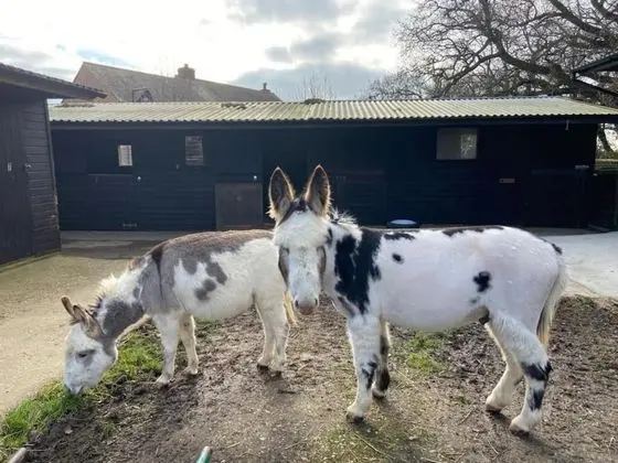 Apart Daire, Engellilere Uygun