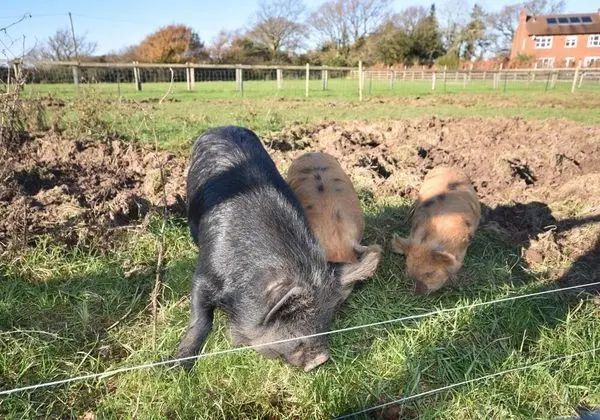 Apart Daire, Engellilere Uygun