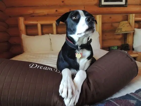 Standard Cabin (Pets allowed for Fee)