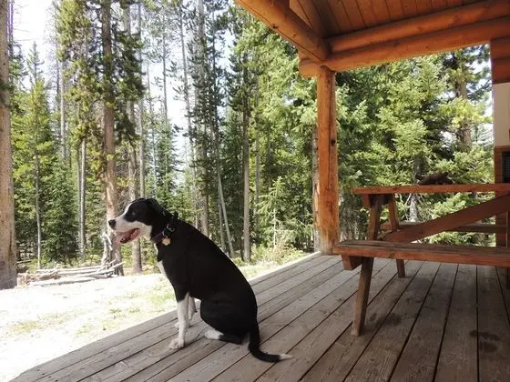 Standard Cabin (Pets allowed for Fee)