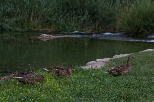 Villa (Four-Bedroom Villa with Private Pool)