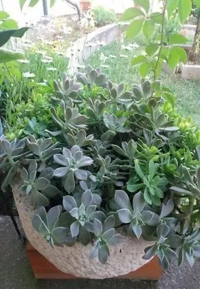 Ev (Tomislav - 100 m from sea - H(4+2))